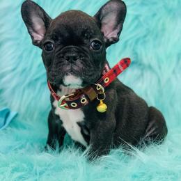 French Bulldog and Pug Puppies from Puddles Palace