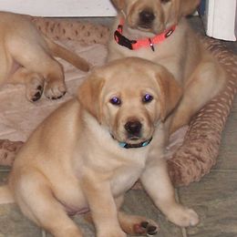 Labrador Retrievers from Black's Family Labradors