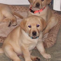Labrador Retrievers from Black's Family Labradors