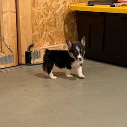 Shania - Black and tan female American Corgi puppy in Midland, Texas from Desert Darlin’ Corgis