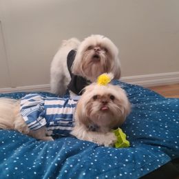 Daisy - Shih Tzu