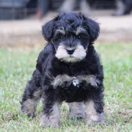 Meet the Brave Little Explorer - Black and silver male Miniature Schnauzer puppy in Greensburg, Louisiana from Brock’s  Miniature Schnauzers of Louisiana