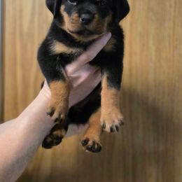Eileena(silver collar) - Black and mahogany female Rottweiler puppy in Cottage Grove, Oregon from Divine Rottweilers