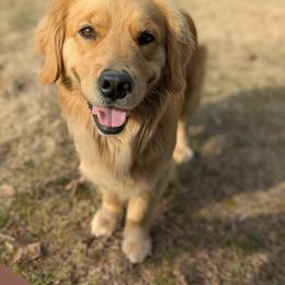 Golden Retriever All Grown Up from Full of Grace Goldens