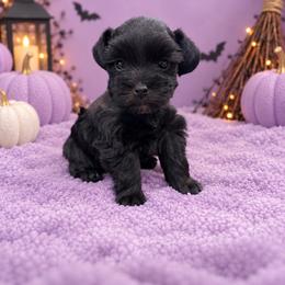 Luna - Black female Miniature Schnauzer puppy in Lumberton, Texas from Smart Choice Miniature Schnauzers