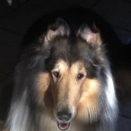 Collies from Meadow Glen