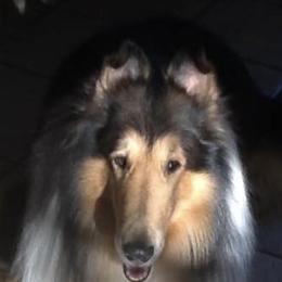 Collies from Meadow Glen