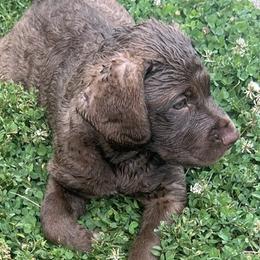 Girl 3 - female Chesapeake Bay Retriever puppy in Dover, Delaware from Rebecca's Chesapeake Bay Retrievers