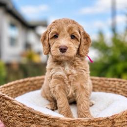 Lace - Caramel female Australian Labradoodle puppy in Morgan Hill, California from Loving Labradoodles