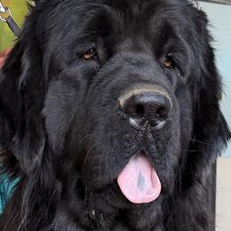 Juka - Newfoundland