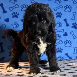 Millie - Black and white female Bernedoodle puppy in Battle Creek, Michigan from T-Rose’s Bernedoodle & Pomsky Puppies