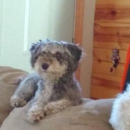Schnoodles from Shrivers' Sweethearts