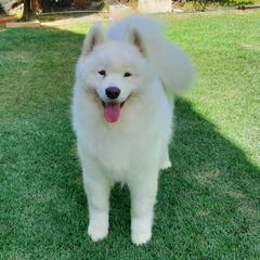 Carly - Samoyed