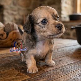 Atlas - Cream male Dachshund puppy in Waverly, Ohio from Always Faithful Dachshunds