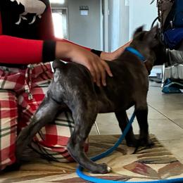 Girl 1 - Gray brindle female Cane Corso puppy in Sienna, Texas from Robinson Elite Corsos