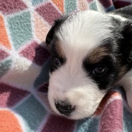 Miniature Australian Shepherd Puppies from R&R Mini Aussies