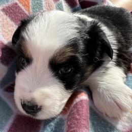 Miniature Australian Shepherd Puppies from R&R Mini Aussies