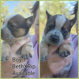 Boy 1 - Red mottled male Australian Cattle Dog puppy in Bradford, Arkansas from Cedar Rock Heelers and Kelpies