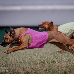 Rhodesian Ridgeback and Xoloitzcuintli All Grown Up from Venus Rhodesian Ridgebacks