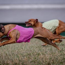 Rhodesian Ridgeback and Xoloitzcuintli All Grown Up from Venus Rhodesian Ridgebacks