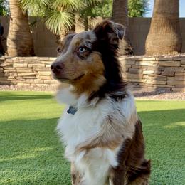 Jax - Miniature Australian Shepherd
