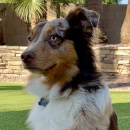 Jax - Miniature Australian Shepherd
