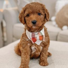 Kronos - Red  male Goldendoodle puppy in Iola, Texas from Supreme Doodles of Texas