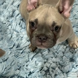 Bulldog and French Bulldog Puppies from Sweet N Lo Bulldogs