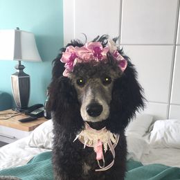 Poodle Puppies from Myka and Lisa’s Coast to Coast Poodles