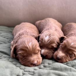1st Pick Boy - Caramel male Australian Labradoodle puppy in Hartshorne, Oklahoma from Jena Edmond
