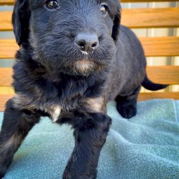 Bernedoodle and Siberian Husky Puppies from Timberline Paws