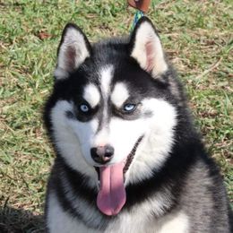 Reina - Pomsky