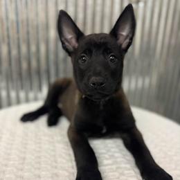 Dark Purple Collar - Black sable female Belgian Malinois puppy in Muskegon, Michigan from Red Acres Working Line K9s