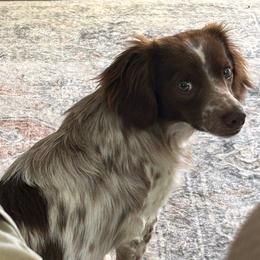 Apollo - Dachshund