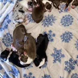 Australian Shepherd puppies from The Great Bambino SunState Aussies!