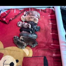 French Bulldog Puppies from Funny Farm Boston's & French Bulldog's