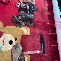French Bulldog Puppies from Funny Farm Boston's & French Bulldog's