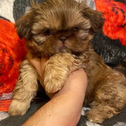 Shih Tzu Puppies from Ling Ling’s Shih Tzu