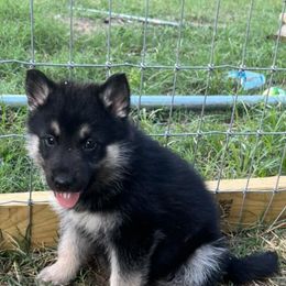 Alaskan Huskies and Companion Crosses from T&L Kennels