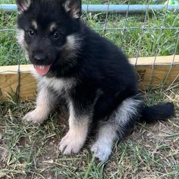 Alaskan Huskies and Companion Crosses from T&L Kennels