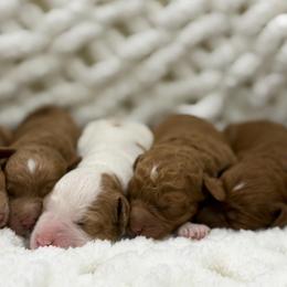 Goldendoodle puppies from T.M. Poodles & Doodles