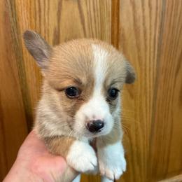 Tater - Red male Pembroke Welsh Corgi puppy in Delton, Michigan from CorGizmo