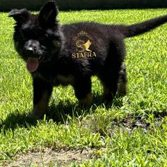 Blue collar - Bi-color male German Shepherd puppy in Anderson, South Carolina from StaFra German Shepherd Dogs