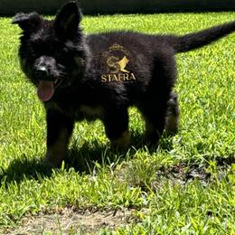 Blue collar - Bi-color male German Shepherd puppy in Anderson, South Carolina from StaFra German Shepherd Dogs