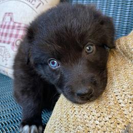 John Wayne - Black & white male Australian Shepherd puppy in Mocksville, North Carolina from Ewes2farm