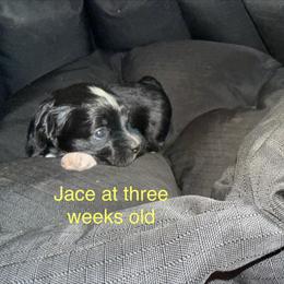 Jace - Black male Havanese puppy in Hudson, New York from Havanese of Claverack and Hudson Valley Labradors