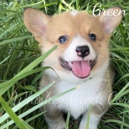 Green Boy - Sable Pembroke Welsh Corgi puppy in Sterling, Oklahoma from Whiskey Creek Corgis