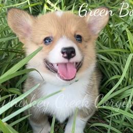 Green Boy - Sable Pembroke Welsh Corgi puppy in Sterling, Oklahoma from Whiskey Creek Corgis
