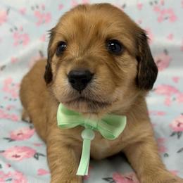 Harmony (balance, peace) - Cream female Dachshund puppy in Murfreesboro, Tennessee from Kimbrie's Dream Cream Doxies