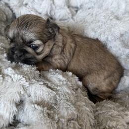 Shih Tzu Puppies from Michi Shih-Tzu